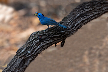 Fototapeta premium Black - naped Monarch