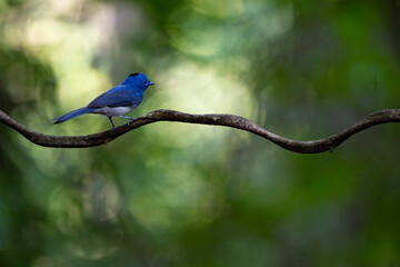 Black - naped Monarch