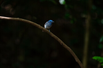 Black - naped Monarch
