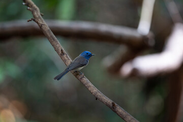 Black - naped Monarch