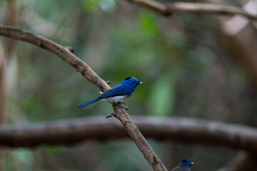 Black - naped Monarch