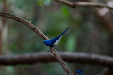 Black - naped Monarch