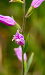 Fototapeta premium Red Helleborine (Cephalanthera rubra) in natural habitat