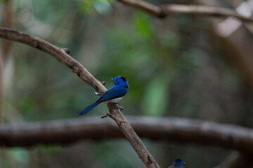 Black - naped Monarch