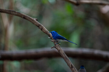 Black - naped monarch