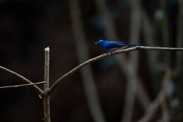Black - naped Monarch