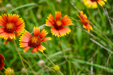 Close up of a Texas wild flower.