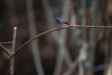 Black - naped Monarch
