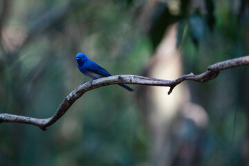 Black - naped Monarch