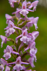 Fototapeta na wymiar Fragrant Orchid (Gymnadenia conopsea) in natural habitat