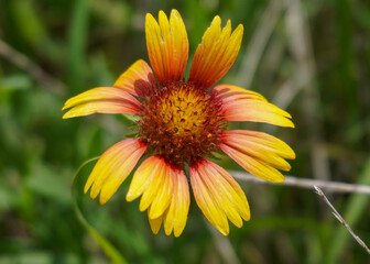 Close up of a Texas wild flower.