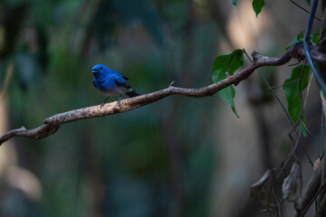 Black - naped Monarch