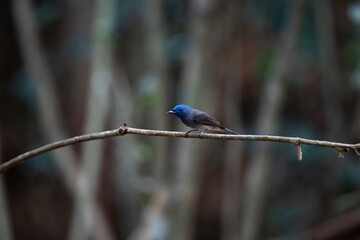 Female black - naped Monarch