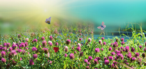 Red clover with a butterfly on a blurred green background, a beautiful blank for a postcard, a place to copy. Panorama
