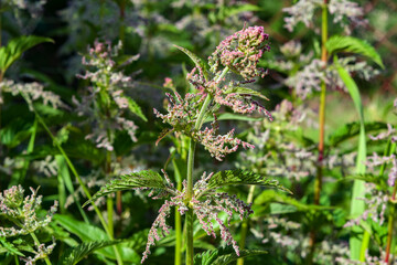 The stem of the medicinal plant dioecious nettle with green leaves blooms in summer, illuminated by the sun