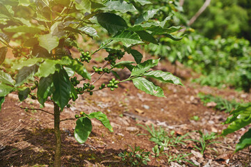 Young coffee tree with beans