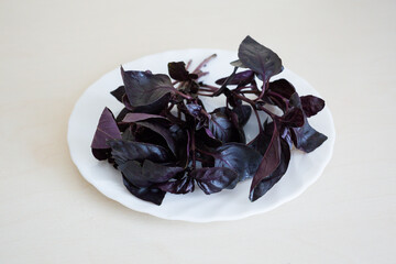 A top view of fresh basil on the white plate on the light background. Seasoning vegetables on a table. Healthy ingredient for salad.