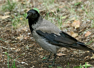 crow on the ground