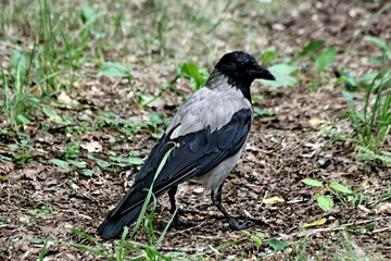 crow on the ground
