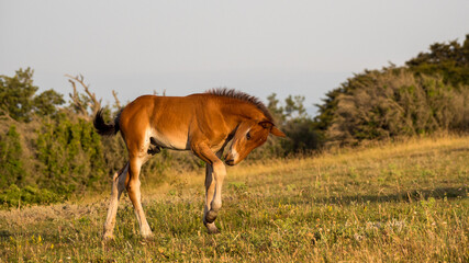 beautiful attitude of a foal at liberty in the mountains of the Drôme, France