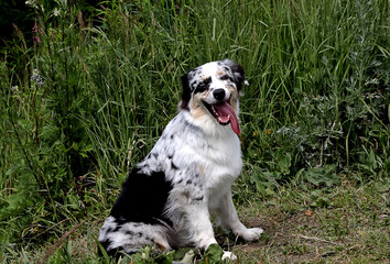 great dane dog