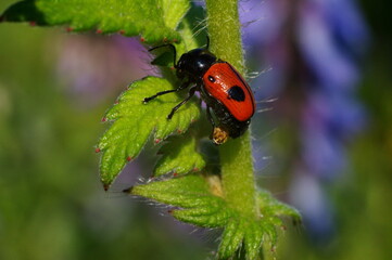 ladybug on a green plant