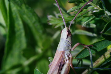 light green grasshopper on dark green