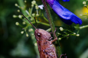 grasshopper on a flower stalk