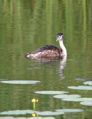  great crested grebe,  Podiceps cristatus in Latin, in water