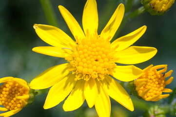 background with bright yellow flower