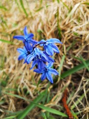 close up of blue flower