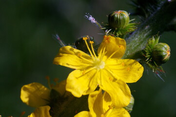 yellow blooming flower and buds
