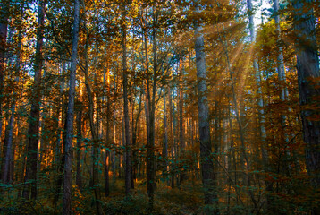 sun rays in autumn forest 