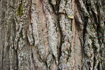 The bark of an old tree with lichen. Horizontal photo, macro.