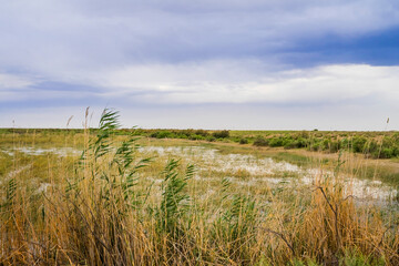 Steppe in the summer. Steppe lake. Swamp in the steppe. Clouds on the blue sky. Green reeds. Green grass. Wetland plants. Wetland. Wild geese