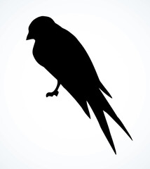 Swallows are sitting on a wire. Vector drawing