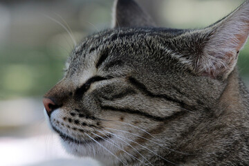 A cute stray cat. Close-up of the cat's head. Portrait of the cat. Cat's looking away.