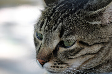 A cute stray cat. Close-up of the cat's head. Portrait of the cat. Cat's looking away.
