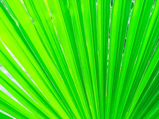Obraz premium Trachycarpus palm leaf background. Tropical palm leaves. Concept summer holidays, vacation and relaxation, sea and beach. Close up