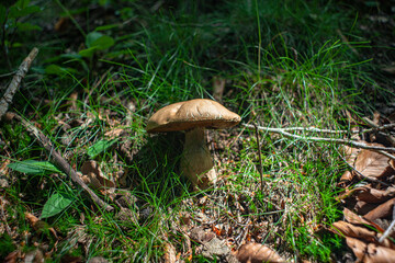 Ceps, las setas mas buscadas de los bosques 