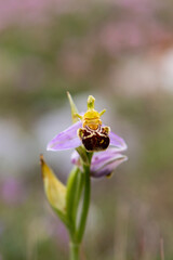 Bee Orchid (Ophrys apifera) in natural habitat