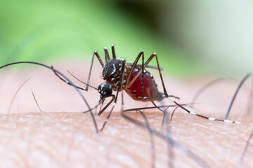 Aedes aegypti Mosquito on skin. Close up a Mosquito sucking human blood