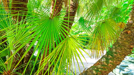 Juicy green leaves of tropical palm background. Bright summer vacation concept