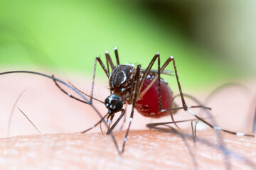 Aedes aegypti Mosquito on skin. Close up a Mosquito sucking human blood