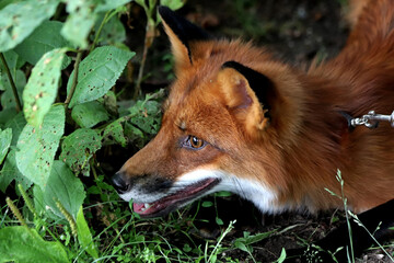 red fox vulpes