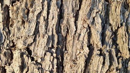 Bark pattern of Khejari (prosopis cineraria) trunk