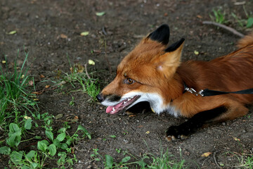 red fox vulpes