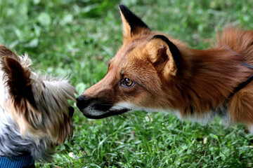german shepherd dog