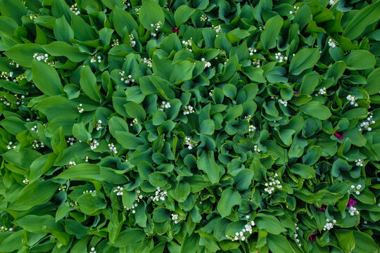 The surface of beautiful dark green leaves of lily of the valley in low key. Convallaria majalis. White bells after the rain in the Ukrainian garden.  Copy space. Top view. Selective focus.