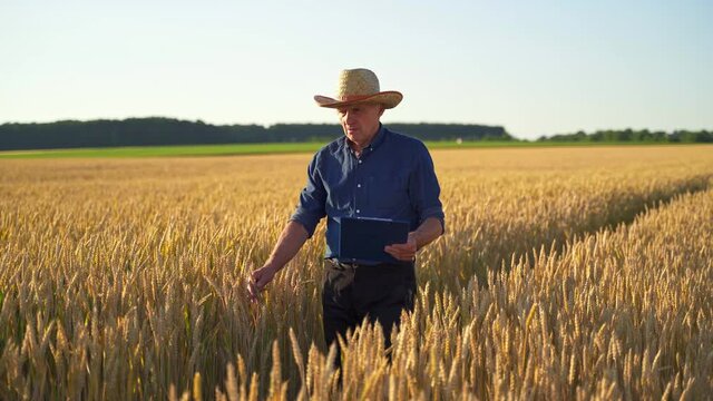Farmer on a wheat field. Elderly man in hat with a folder walking inside the yellow field and examines the growth plants in farmland.